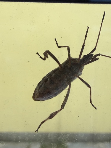 Western Conifer Seed Bug