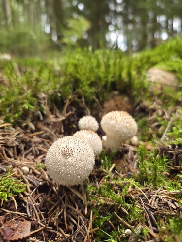 common puffball