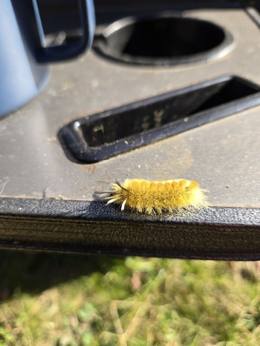 Banded Tussock Moth