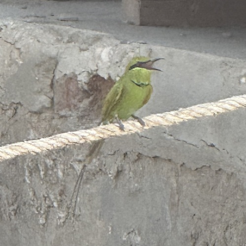 Merops viridissimus cleopatra