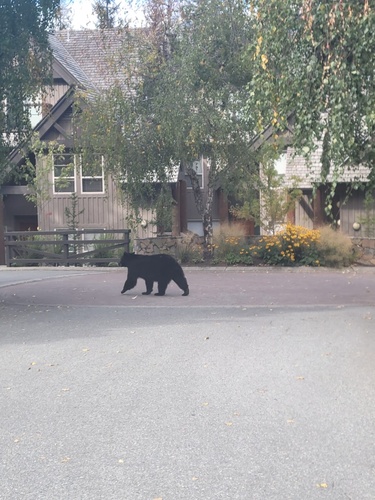 Black Bear sighting near Painted Cliff Rd