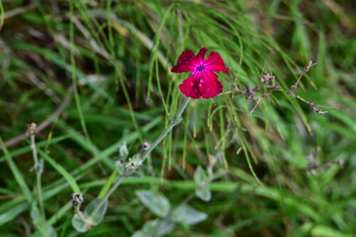 Rose campion