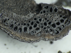 Biscogniauxia repanda