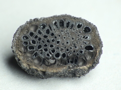 Biscogniauxia repanda