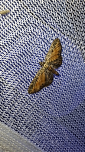 Tawny Speckled Pug