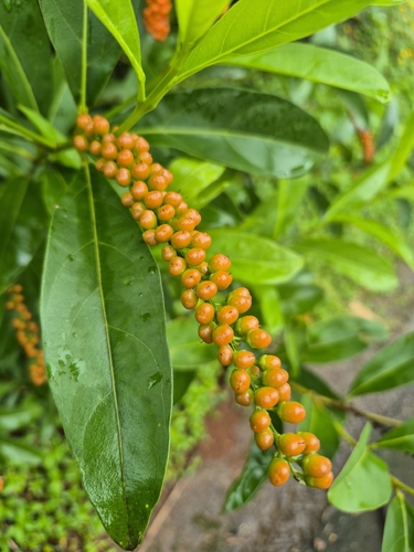Citharexylum caudatum observed 2026-09-22