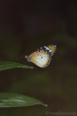 Danaus chrysippus alcippus