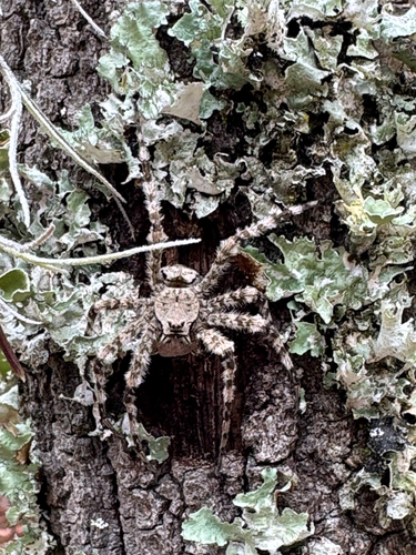 White-banded Fishing Spider