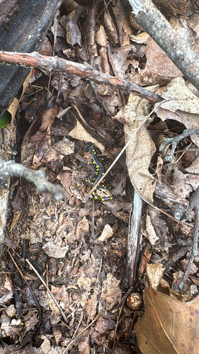 Spotted Salamander