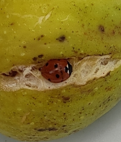 Seven-spotted Lady Beetle
