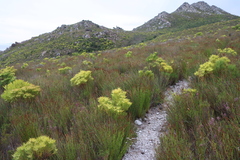 Leucadendron xanthoconus, photograph (c) Tony Rebelo, some rights reserved (CC BY-SA)