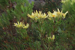 Leucadendron gandogeri