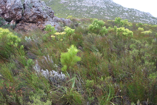 Leucadendron xanthoconus, photograph 3