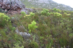 Leucadendron xanthoconus, photograph (c) Tony Rebelo, some rights reserved (CC BY-SA)