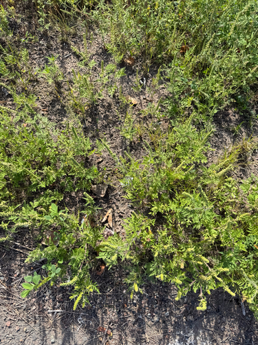 common ragweed