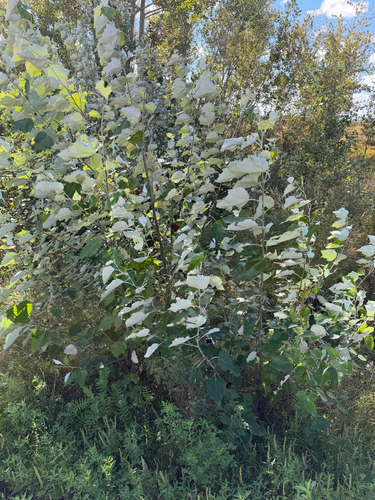 white poplar