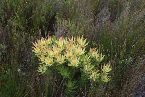 Leucadendron gandogeri, photograph 1
