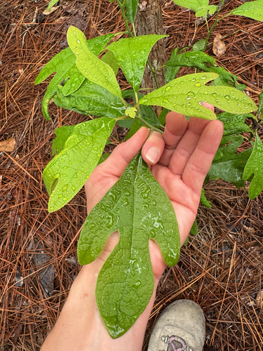 sassafras