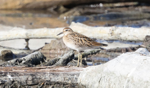 Sharp-tailed Sandpiper
