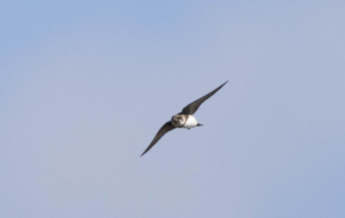 Bank Swallow