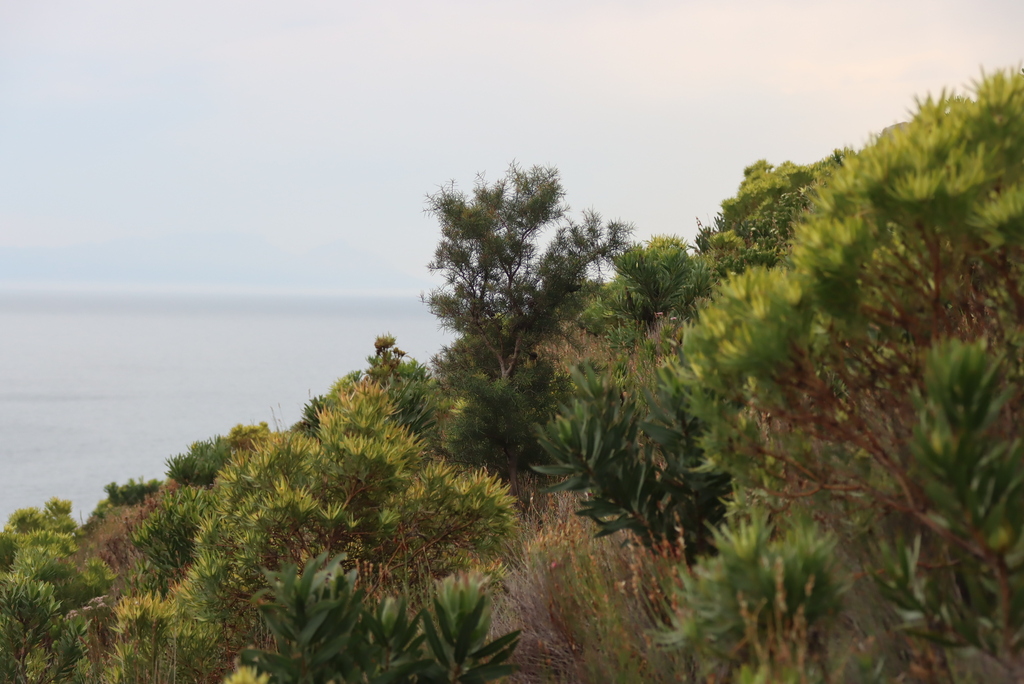 Hakea sericea; photograph (c) Tony Rebelo, some rights reserved (CC BY-SA)