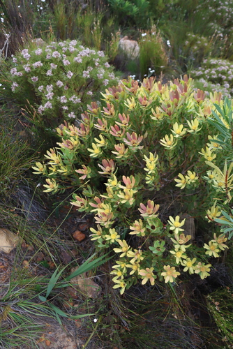 Leucadendron sessile, photograph 1