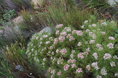 Serruria ascendens
