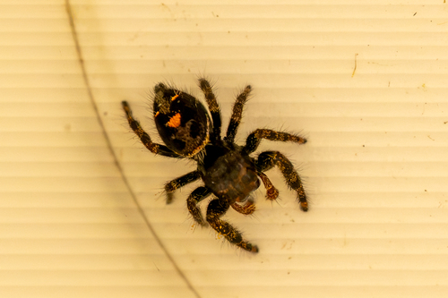 Bold Jumping Spider