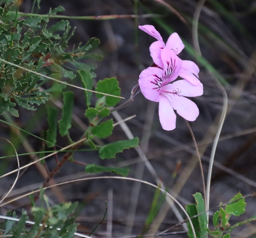 Pelargonium betulinum, photograph 3