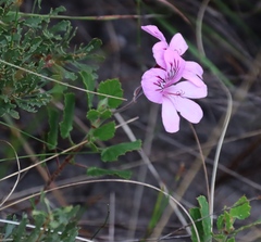 Pelargonium betulinum, photograph (c) Tony Rebelo, some rights reserved (CC BY-SA)