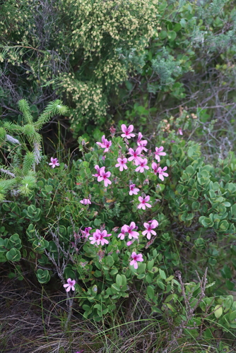 Pelargonium betulinum, photograph 4