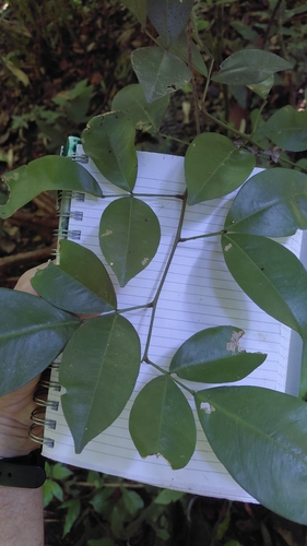 Swartzia simplex observed 2026-09-22
