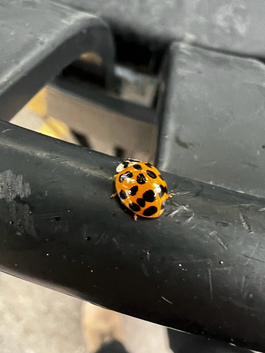 Asian Lady Beetle
