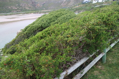Searsia glauca