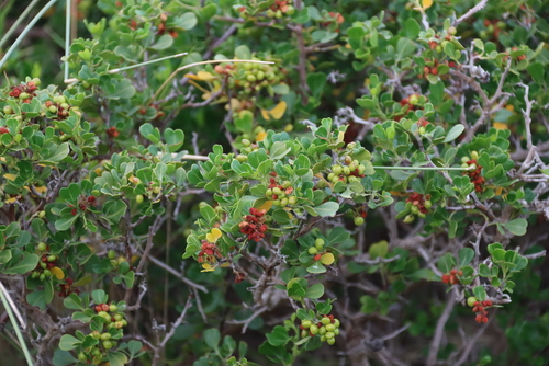 Searsia glauca, photograph 1