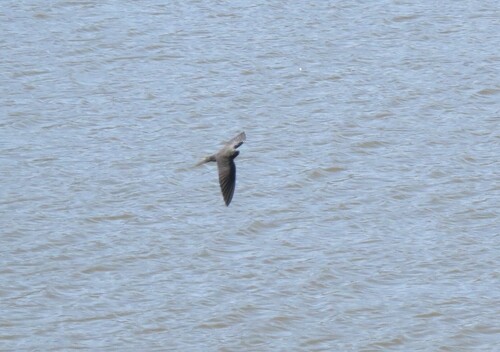 iNaturalist image