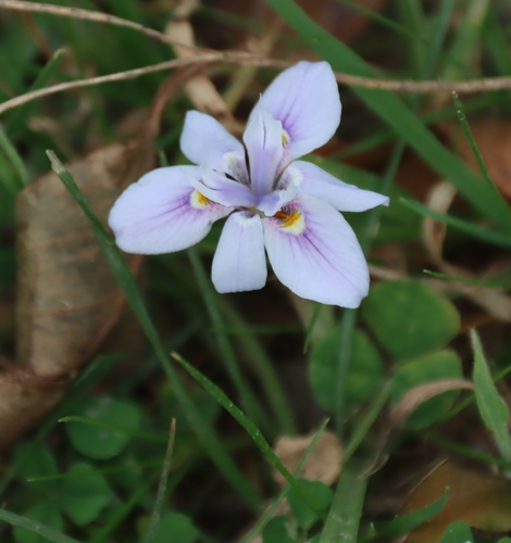 Moraea setifolia, photograph 6