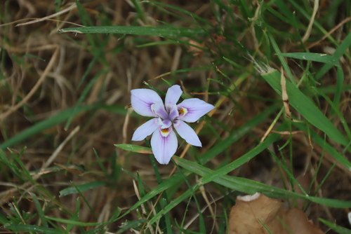 Moraea setifolia, photograph 5