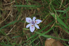 (c) Tony Rebelo, some rights reserved (CC BY-SA) Moraea setifolia, photograph (c) Tony Rebelo, some rights reserved (CC BY-SA)