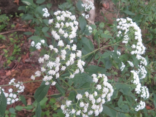 white snakeroot