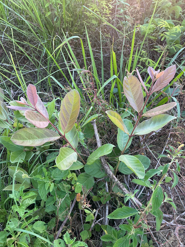 Psidium guineense observed 2026-09-22