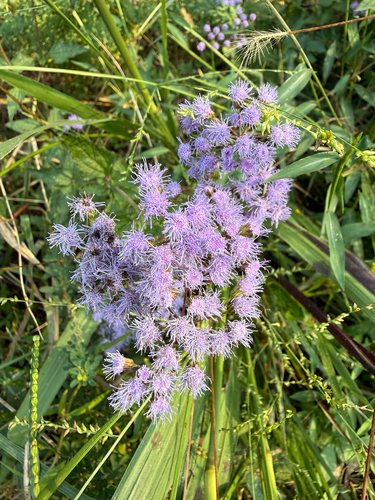 blue mistflower