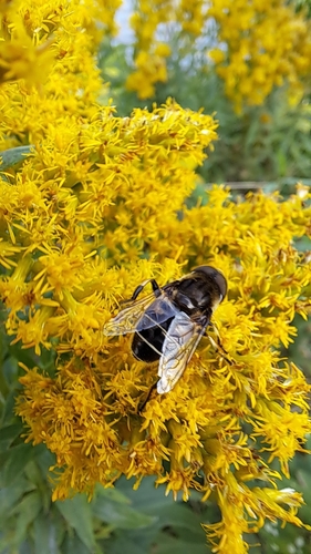 Black-shouldered Drone Fly
