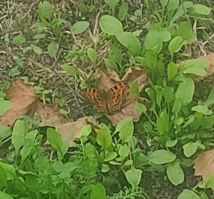 European Comma