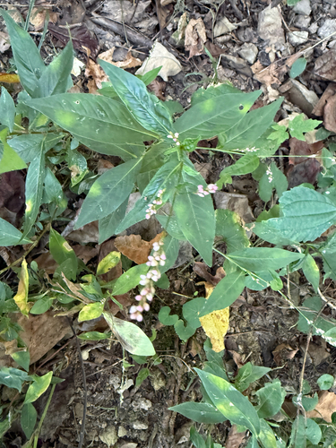 low smartweed