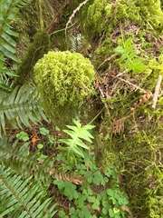 Polypodium glycyrrhiza, photograph author not stated, no rights reserved