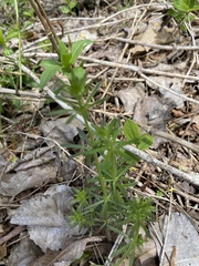 Galium concinnum