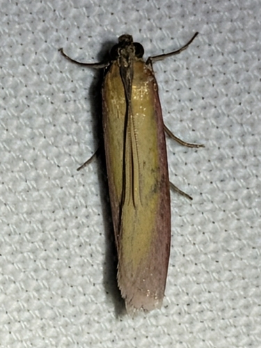 Rosy-striped Knot-horn