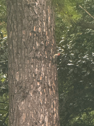 Red-bellied Woodpecker