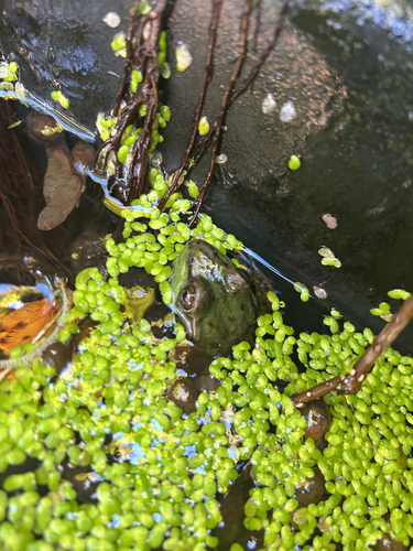 Green Frog